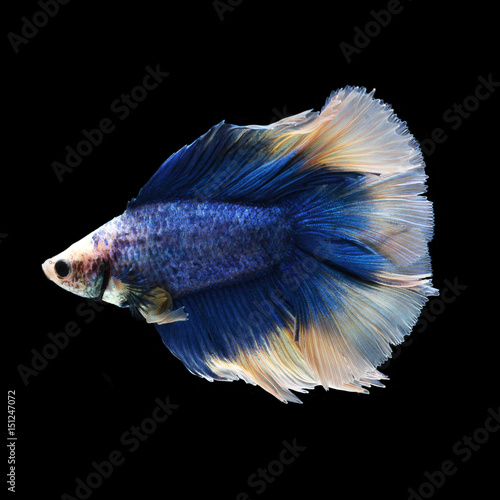 Doubletail Betta on black background. Beautiful fish. Swimming flutter tail flutter.