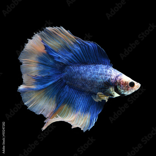 Doubletail Betta on black background. Beautiful fish. Swimming flutter tail flutter.