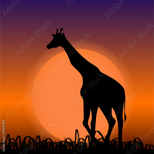 Giraffe on sunset background. Black silhouette