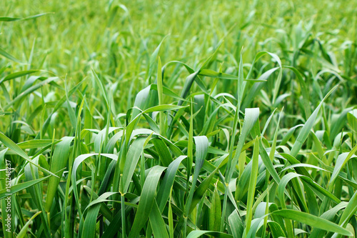 Panorama of stems of bright green grass
