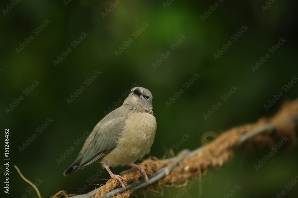 Young gouldian finch (Erythrura gouldiae) sitting on a wire Young gouldian finch (Erythrura gouldiae) sitting on a wire