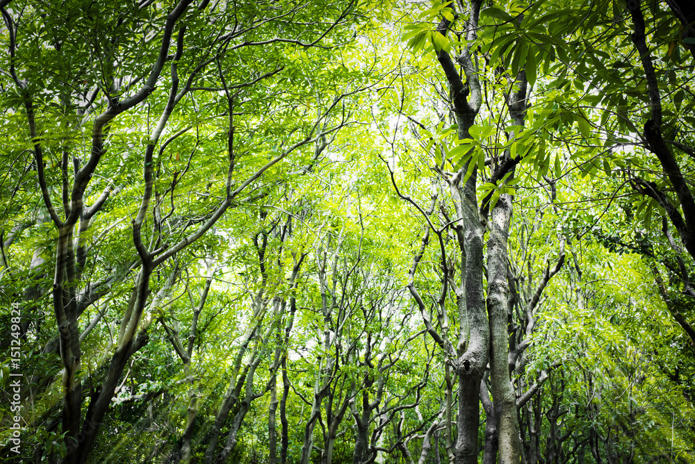 Fototapeta premium Sunlight In Deciduous Forest, Summer Nature. Sunny Trees