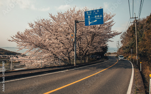 Road of Sakura illuminate, tunnel of sakura in shodoshima island photo