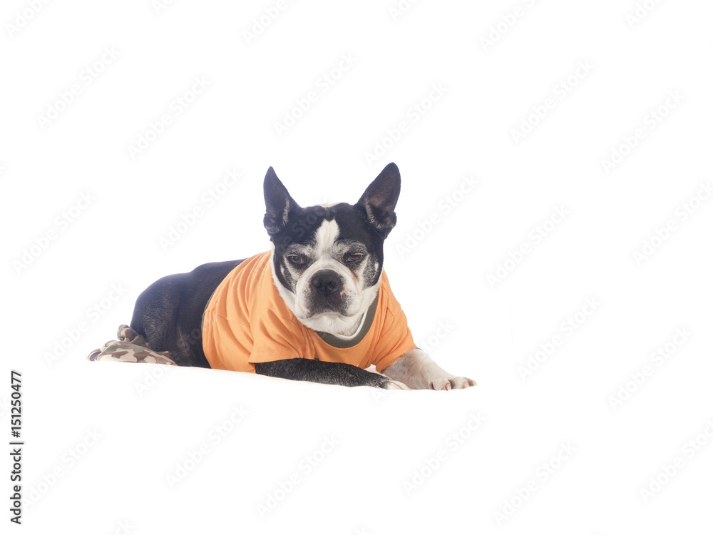 Boston terrier dog in front of white backdrop