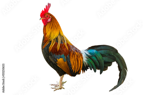 Fotografia A colorful rooster standing isolated on the white background.