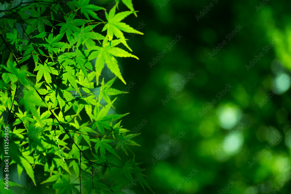 Beautiful fresh spring leaves of maple tree Beautiful fresh spring leaves of maple tree