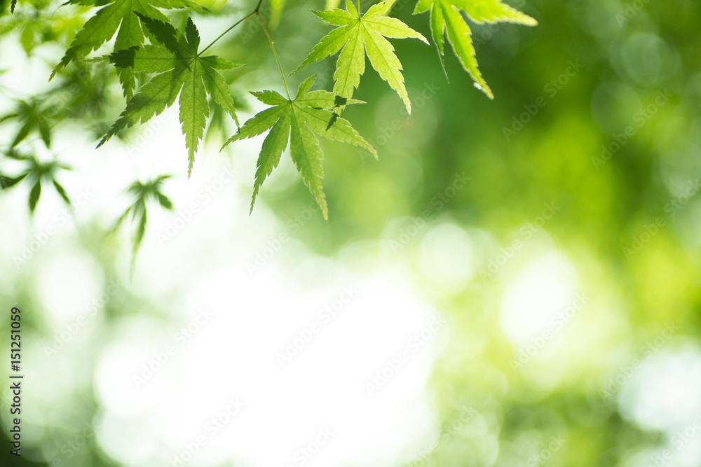 Beautiful fresh spring leaves of maple tree