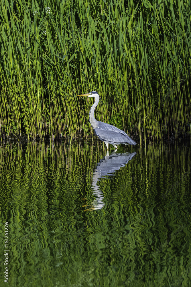 Grey heron in Holland Grey heron in Holland