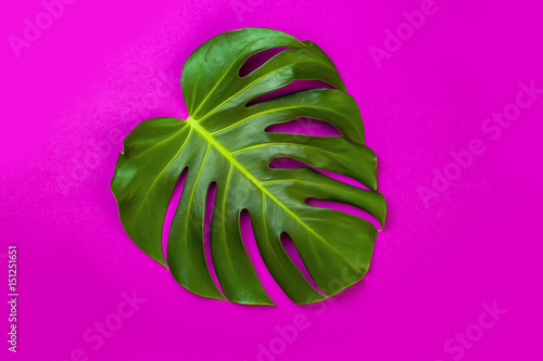 Green tropical palm leaf on pink colored background. Minimal flat lay style. Overhead, top view, copy space