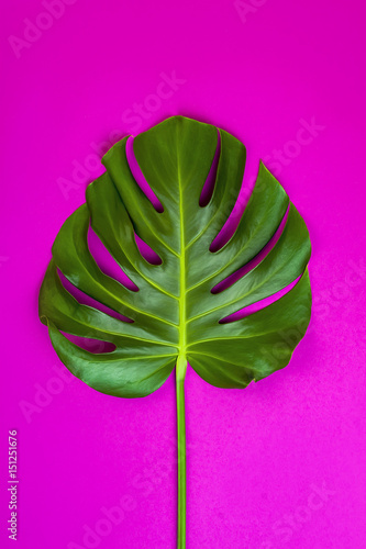 Green tropical palm leaf on pink colored background. Minimal flat lay style. Overhead, top view, copy space