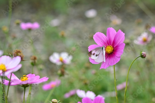 Flowers with the film