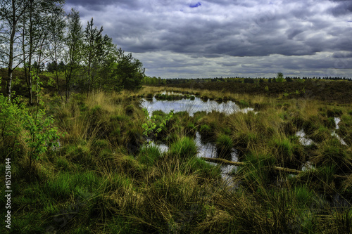 Nature near Heerde in Holland photo