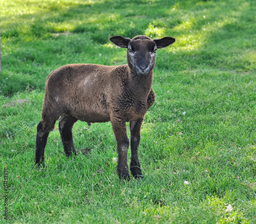 agneau noir dans l herbe d un pr  