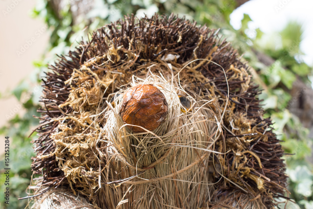 Hedgehog Hedgehog