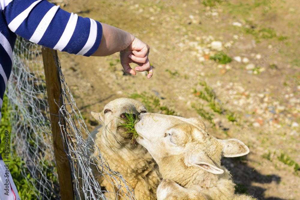Feeding a sheep from his hand
