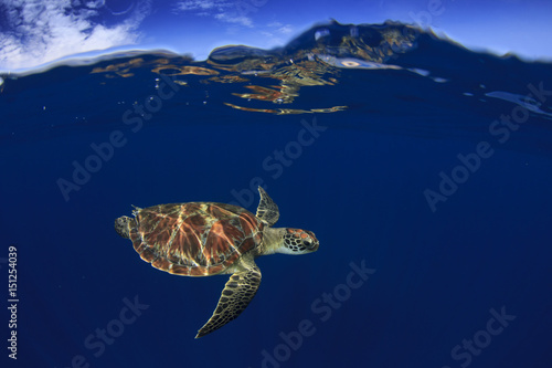 Sea Turtle split photo half and half over under