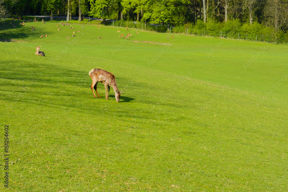 A herd of deer on a green pasture at the sunset A herd of deer on a green pasture at the sunset