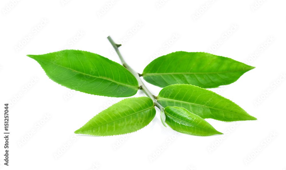 Obraz premium green tea leaf isolated on white background