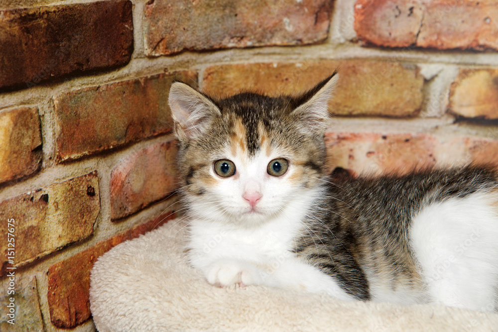 Portrait of a calico kitten laying in a brown fuzzy bed looking directly at viewer. Brick wall background. Portrait of a calico kitten laying in a brown fuzzy bed looking directly at viewer. Brick wall background.