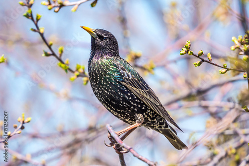 Tableau sur toile Starling spring sitting on a branch in the garden