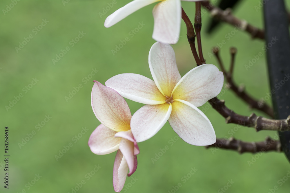 Plumeria on blurred background . Plumeria on blurred background .