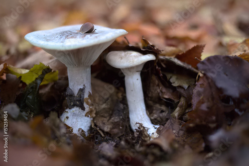 Clitocybe nebularis, commonly known as the clouded agaric, under autumn leaves