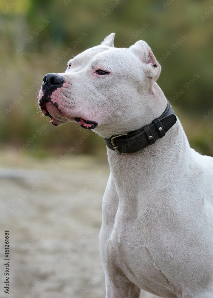 Portrait of a beautiful Dogo Argentino