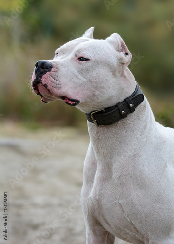 Obraz na płótnie Portrait of a beautiful Dogo Argentino w salonie