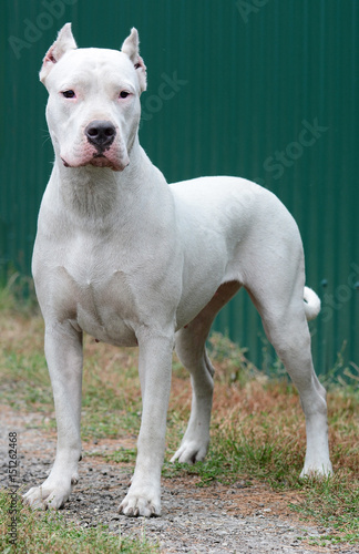 White Dogo Argentino stanting
