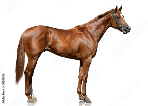Obraz na płótnie The red thoroughbred race horse standing isolated on white background. side view w salonie