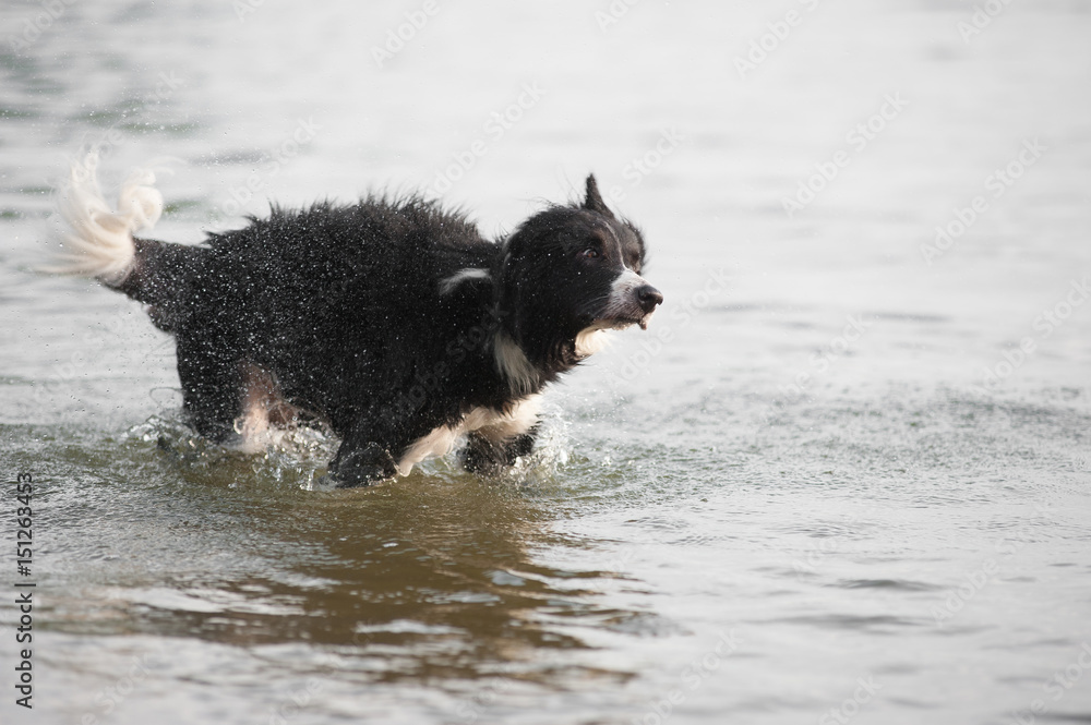Shaking border collie in the water Shaking border collie in the water