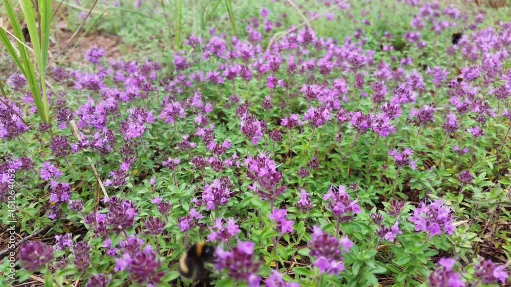 Bumblebee on thyme flowers collecting nectar or pollen. Bumblebee on thyme flowers collecting nectar or pollen.
