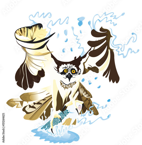 Balbuzard pêchant