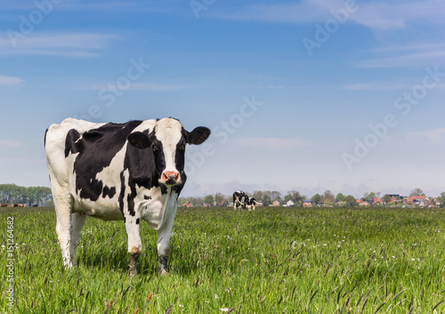 Dutch Holstein cow standing in the grass