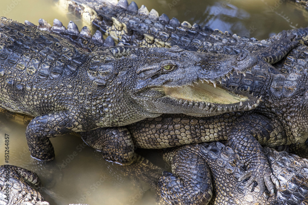 Fototapeta premium Siamese crocodiles Mekong delta in Vietnam