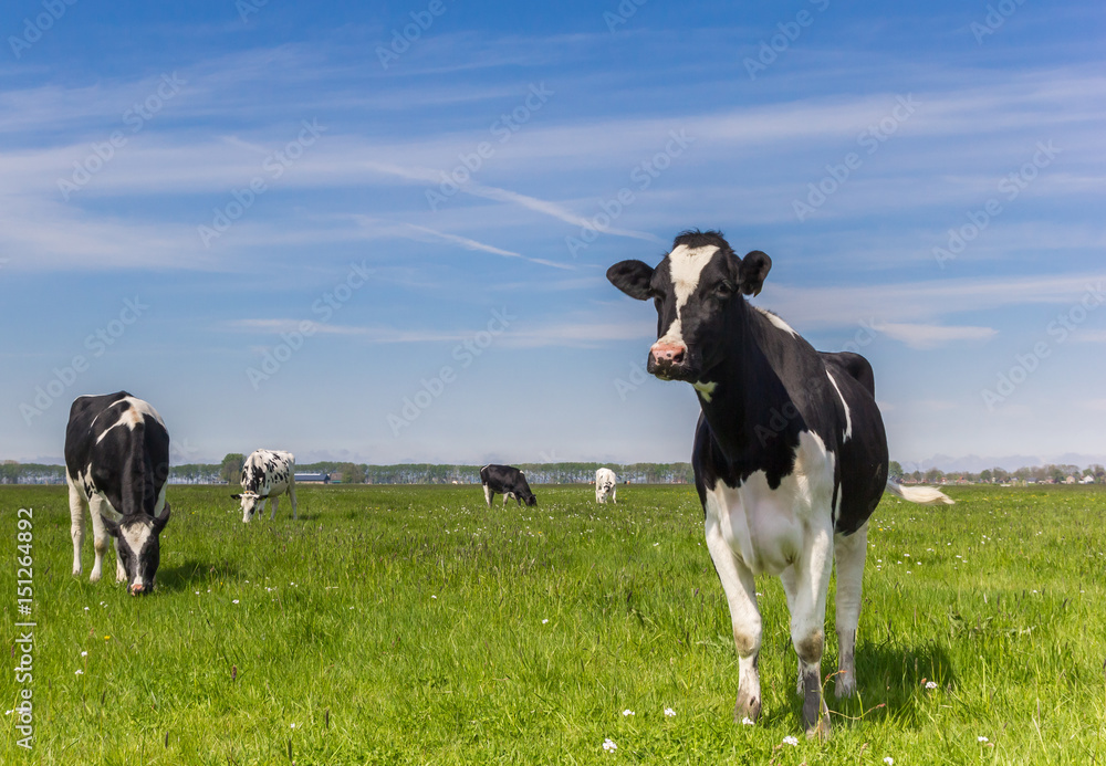 Dutch Holstein cows in the farmland near Groningen Dutch Holstein cows in the farmland near Groningen