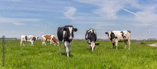 Panorama of Dutch Holstein cows