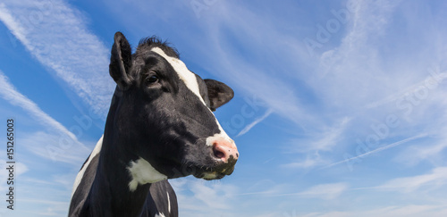 Bilde på lerret Portrait of a dutch black and white cow