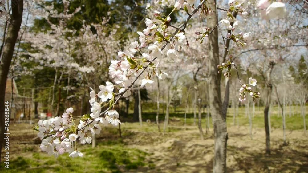 beautiful cherry blossoms tremble in wind. beautiful cherry blossoms tremble in wind.