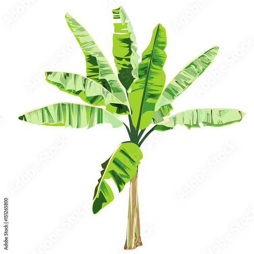 Young banana tree in color