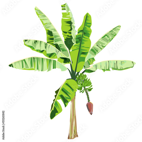 Young banana with a flower and fruits
