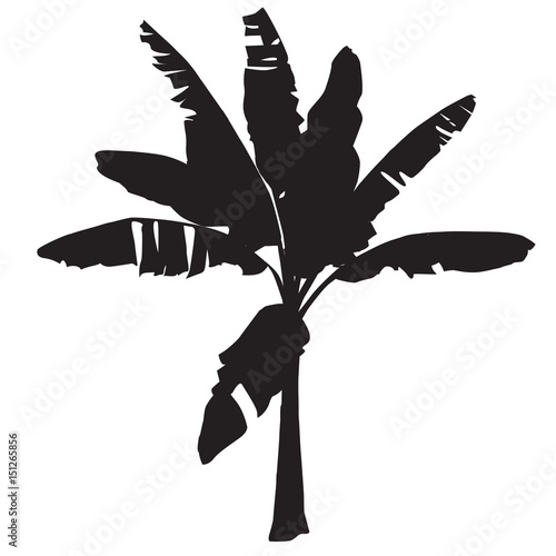 Silhouette of a young banana tree on a white background