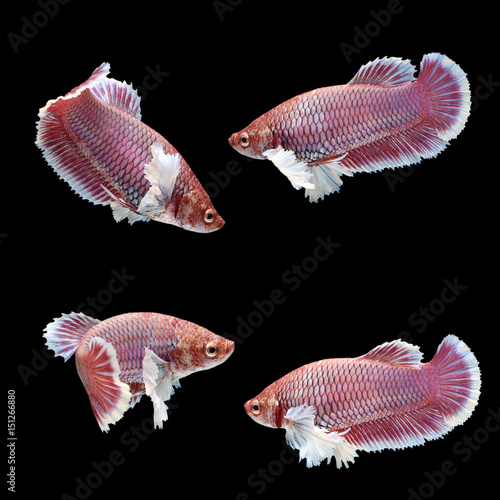 Halfmoon Dumbo Betta (Female) on black background. Beautiful fish. Swimming flutter tail flutter.