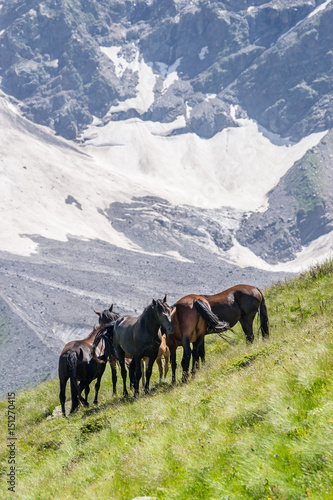 Rural life in Caucasian mountains. Horses grazing on Mt. Cheget slope in summer sunny day