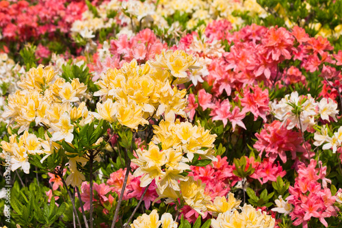 flowerbed with yellow and orange flowers of rhododendron