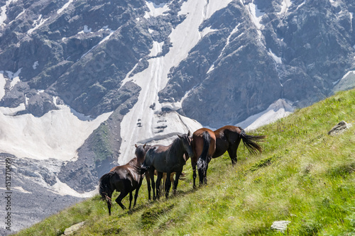 Horses grazing on alpine meadow in summer sunny day