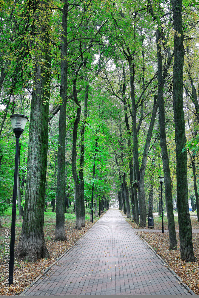Fototapeta premium Alley in the park with trees