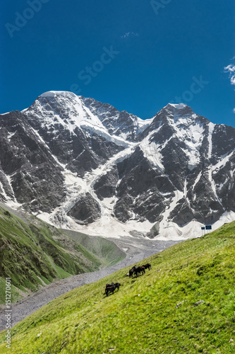 Summer mountain landscape with horses grazing on alpine meadow and mountains Donguzorun and Nakra Tau on the horizon.