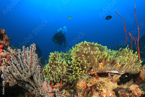 Scuba diver  coral reef and fish underwater