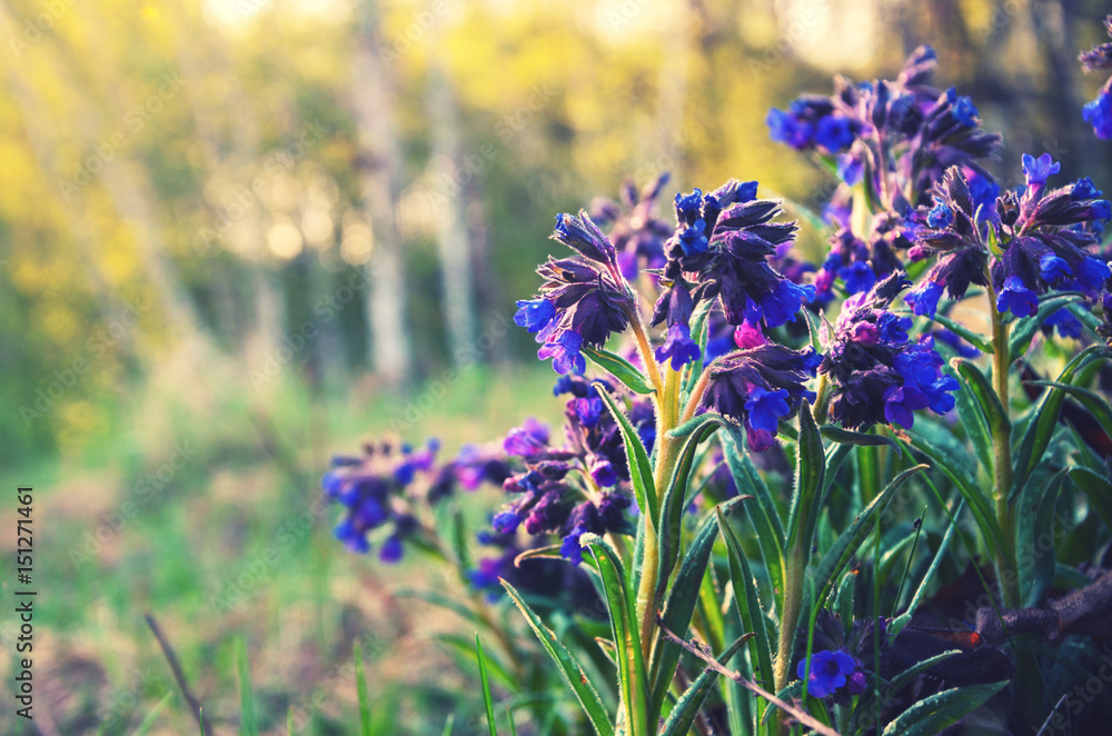 Obraz premium Pulmonaria